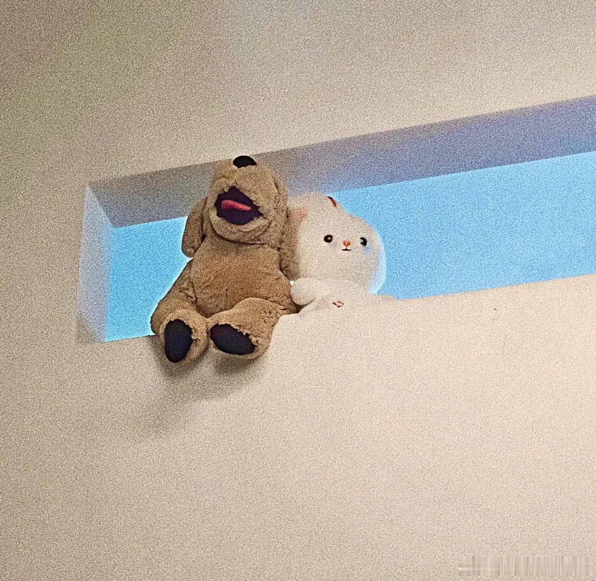 这谁配的图🐶🐰 