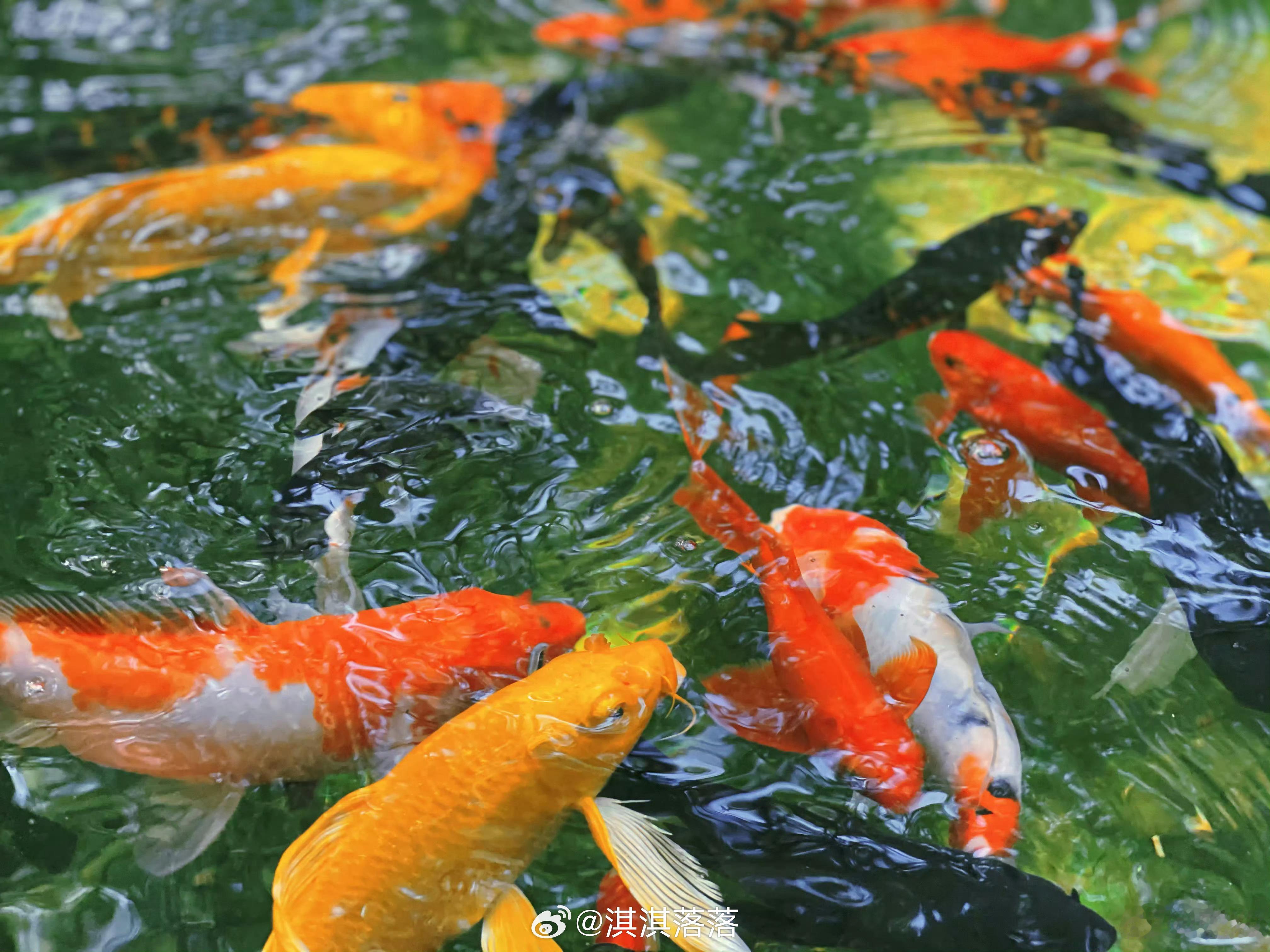 🎉揪幸运果果两位送六一礼物一份🎁只需要评论区15字以上夸夸成毅。要求成毅超话