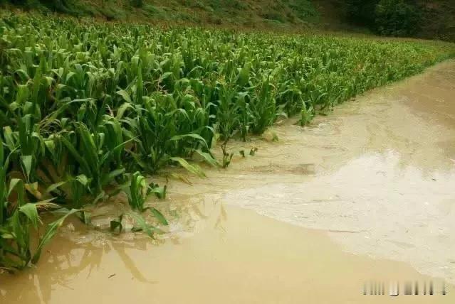  今天入初伏了，可是天空很不作美。天气预报上说这一周三门峡地区都有雨。
老话说“