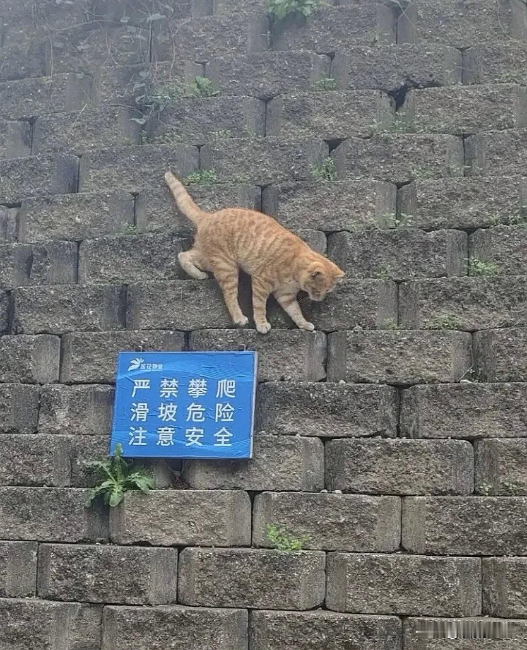 禁止攀爬，我偏要爬.....