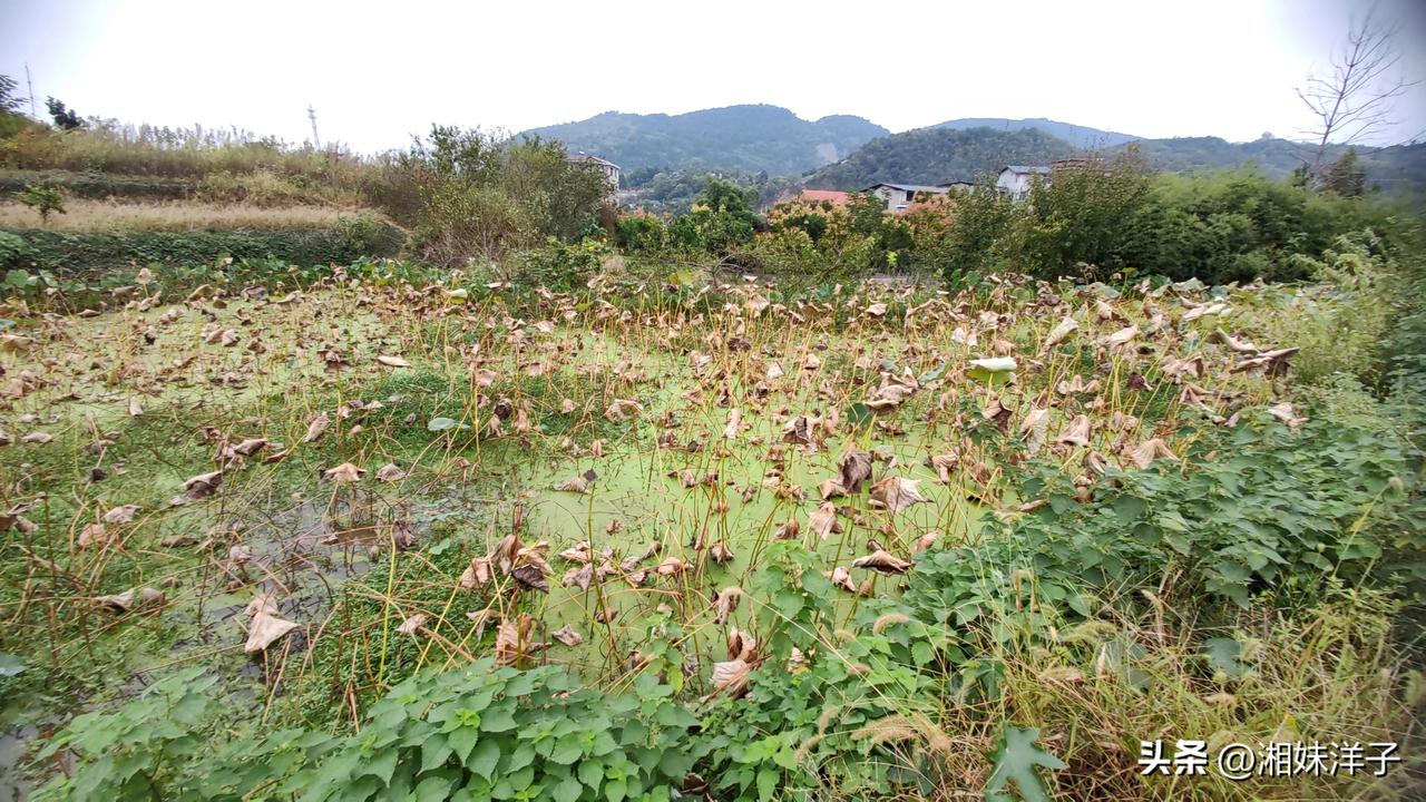 我居然把老爸的一田藕提前卖完了，这个冬天老爸终于不用再冻手冻脚了

今年的藕，从