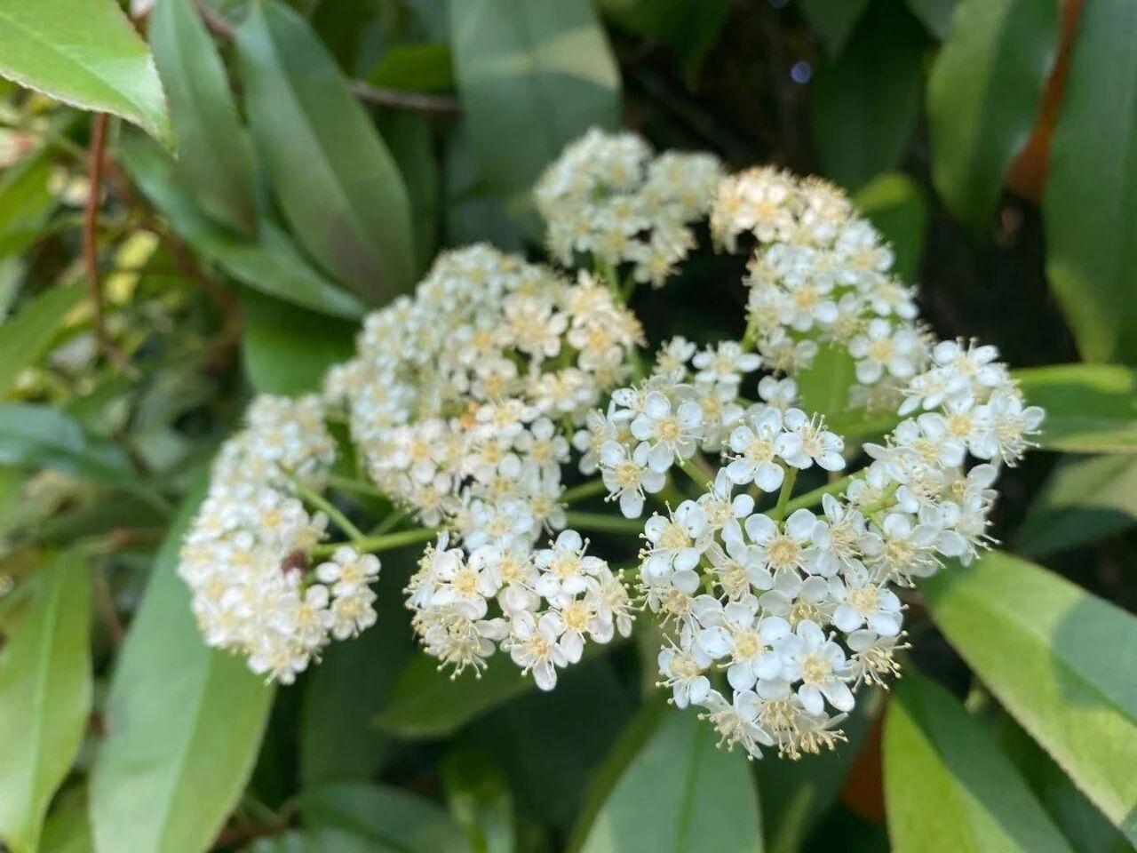 视觉上的“白雪公主”，嗅觉上的“生化武器”——这才是石楠花的真实面目！

如果不