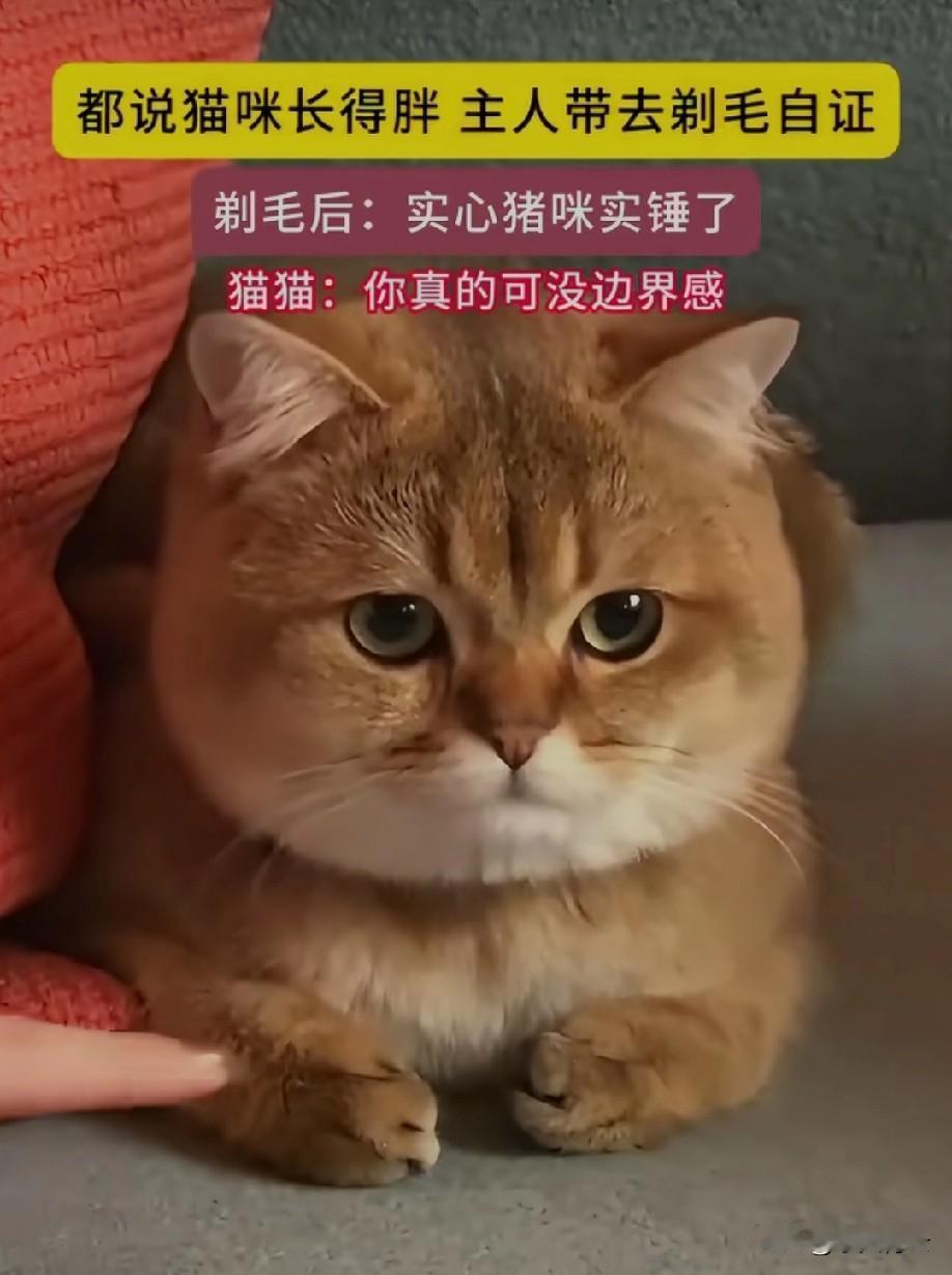 猫猫好可爱[比心]