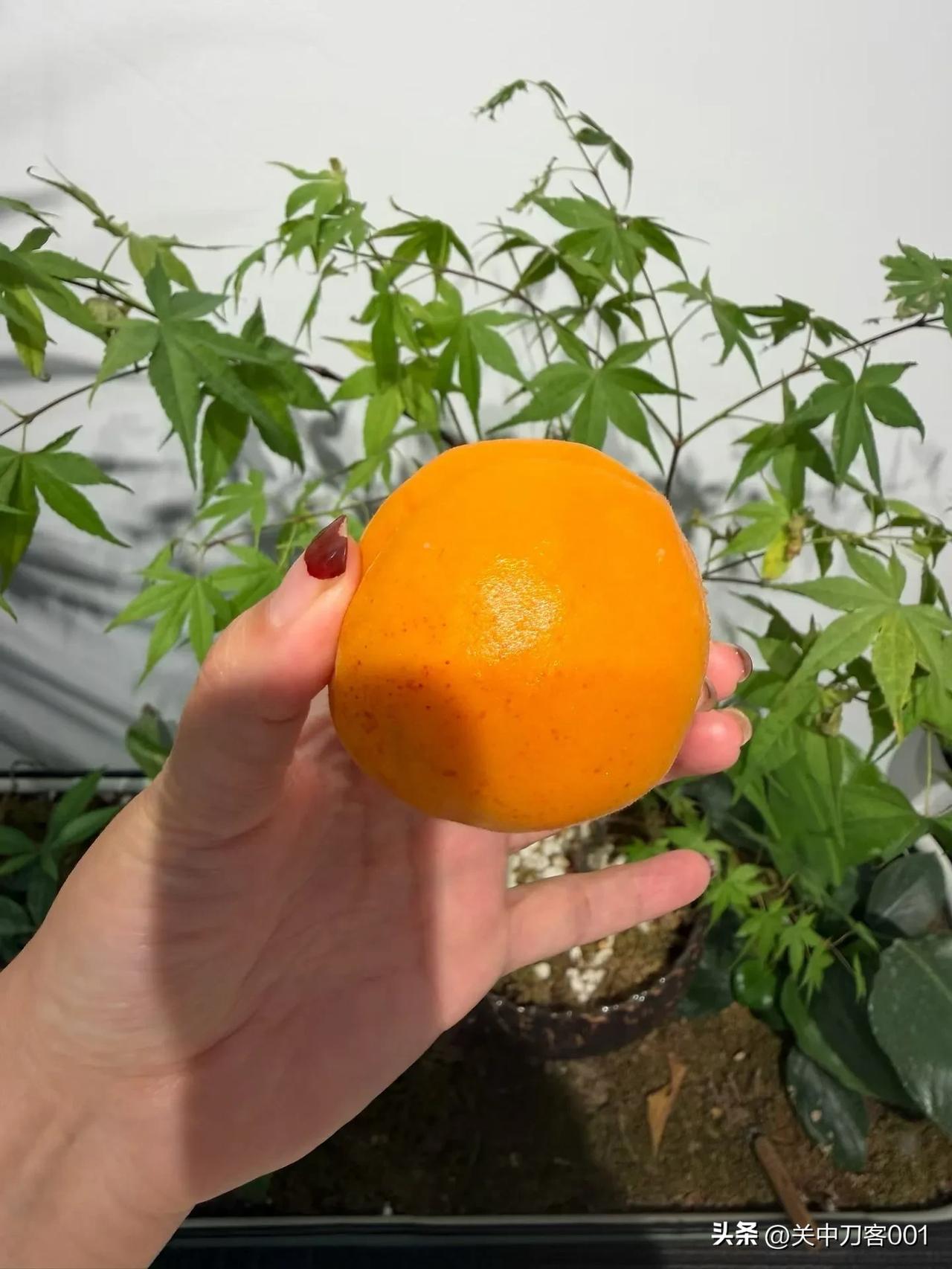 上班清晨刚走进办公楼，楼下保安大叔就悄悄拉住我，小声说特意给我留了杏子，再下雨树