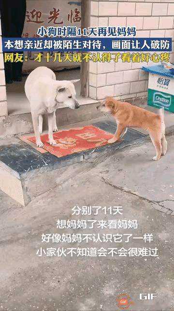 破防了！小狗离别11天千里寻母，换来母亲冷眼龇牙，委屈到捂脸呜咽😭
 
世间最