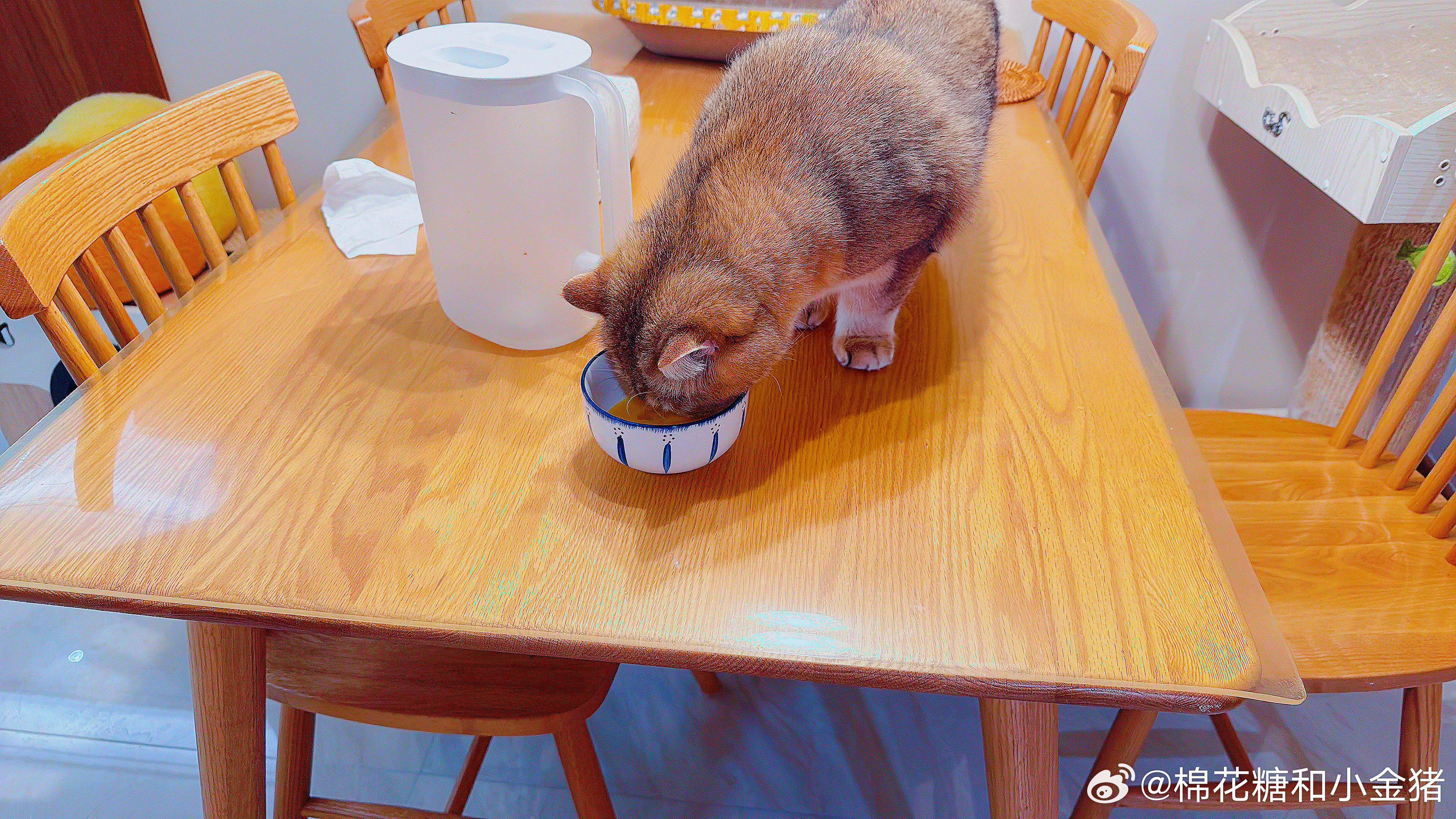 《关于切完番茄回来，我的蛋液没了这件事》 ​​​