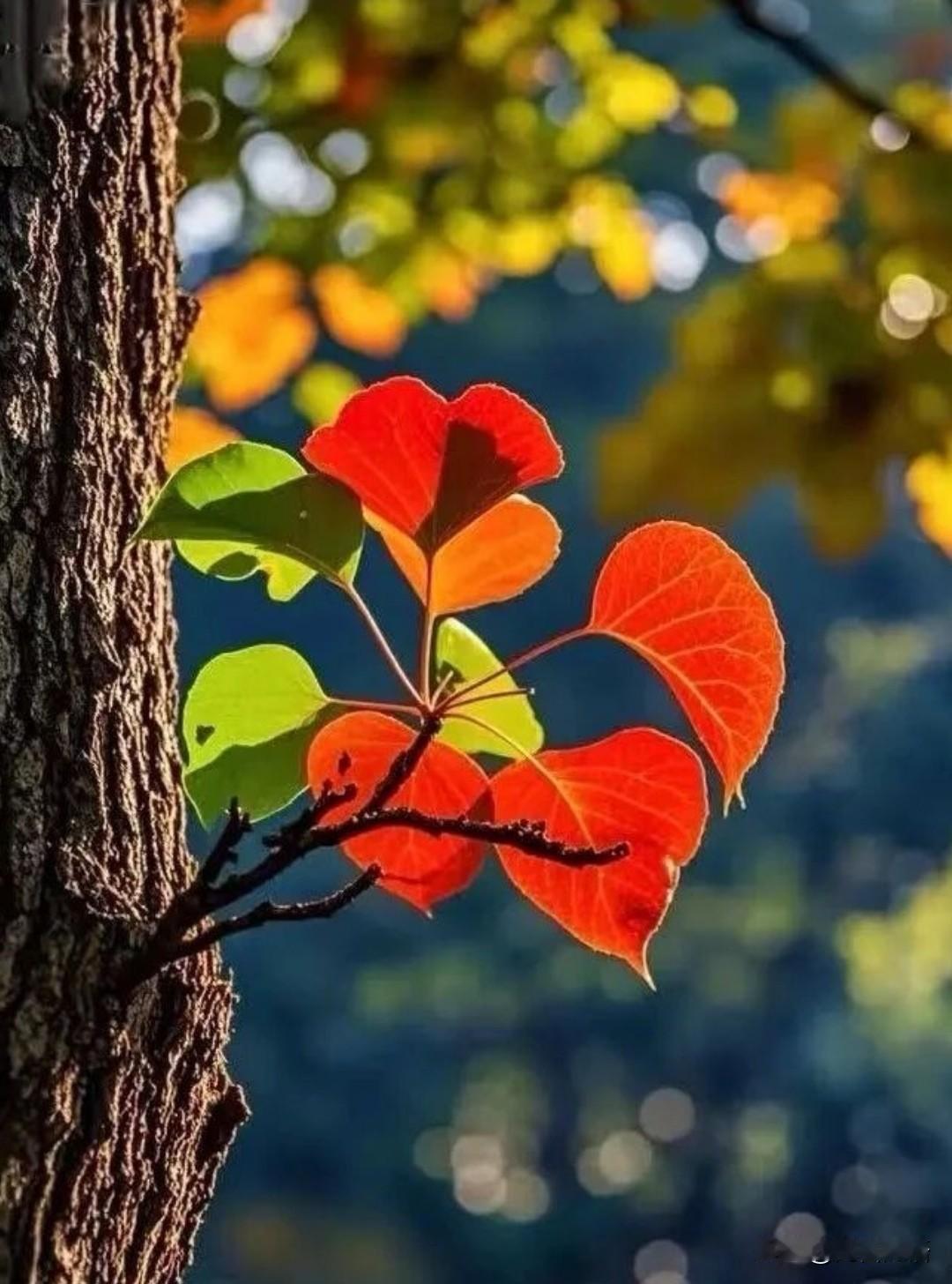 《最美的年纪遇见你》
每一篇作品
都是我最好的娃

总想放在你们都在时发布
让它