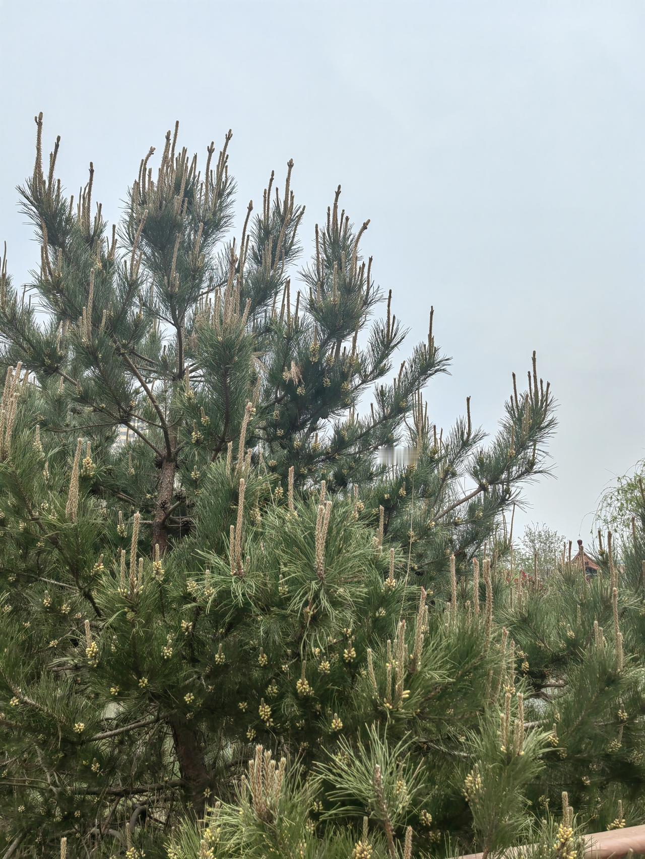 没有喧嚣，没有烦躁，就安安静静站一会儿，听听鸟叫，看看天，心里都跟着敞亮起来。春
