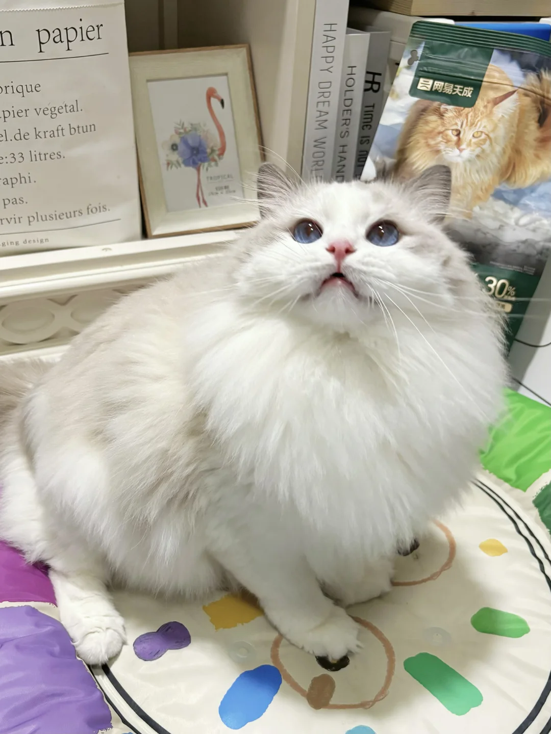 上辈子拯救银河系！我家布偶猫居然不掉毛
