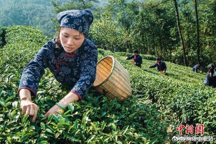 台州天台用工业思维重新定义一杯茶 台州天台茶园10.3万亩，占台州全市50%以上