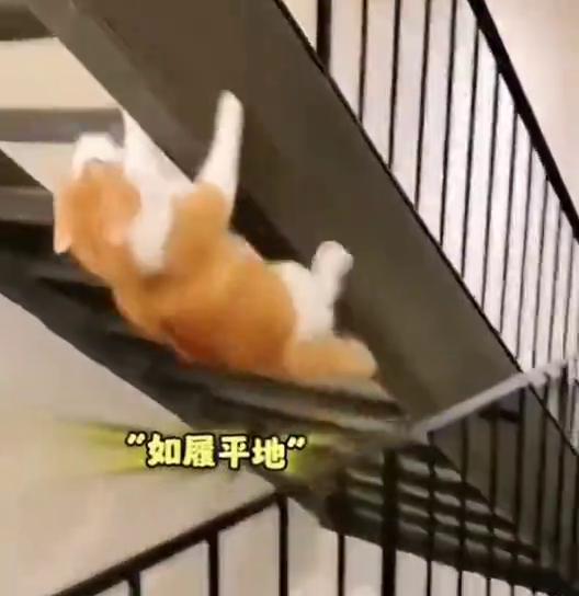 好戏开场了。
·猫咪的反应神速，猫的反应是猫的七倍。
·过肩摔，苏醒了。
·猎杀