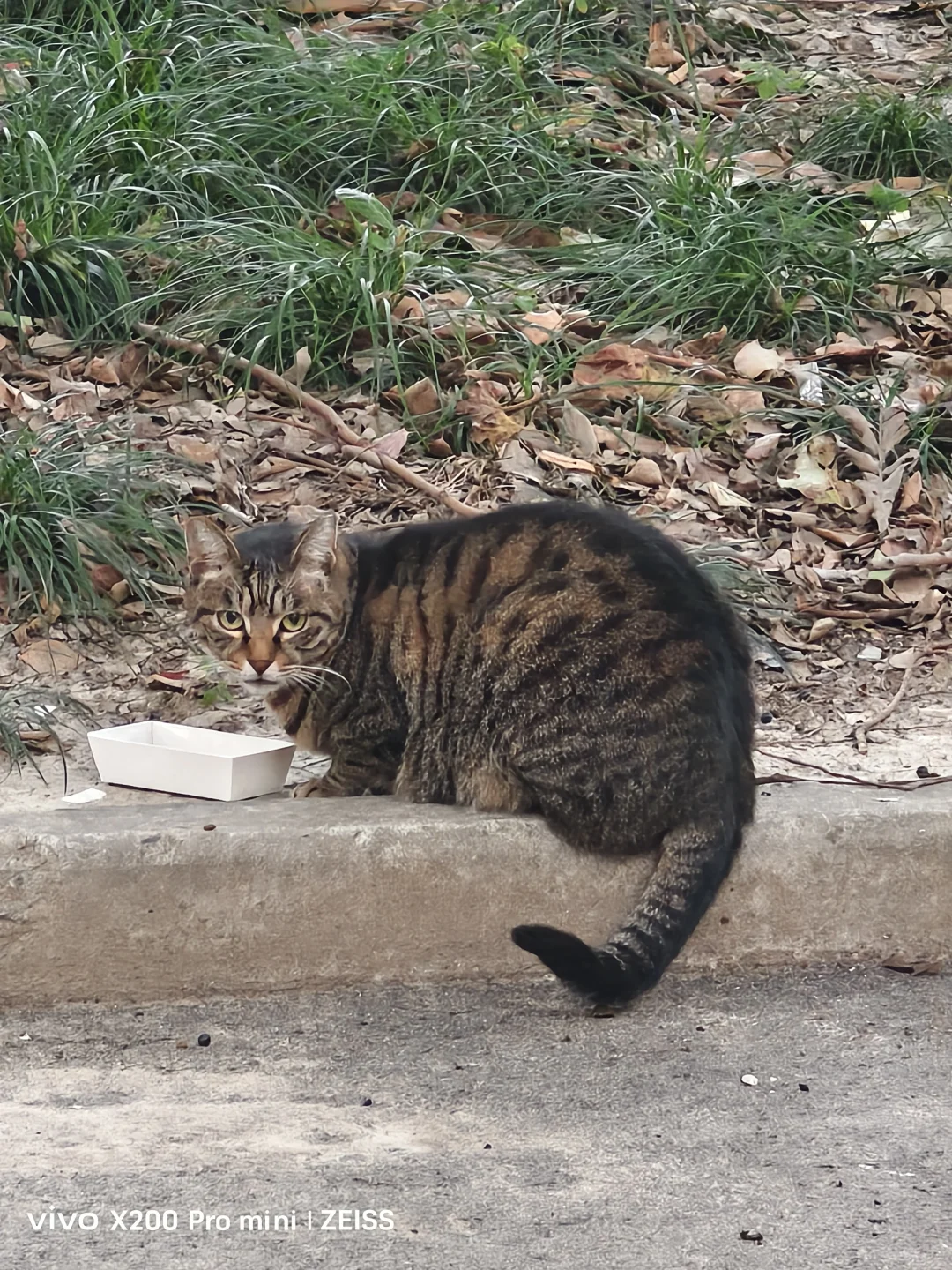 终于能拍清楚这只胆小猫啦