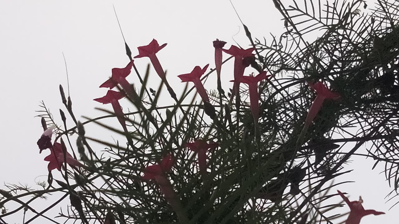 分享一朵你拍的花，什么花都可以五角星。