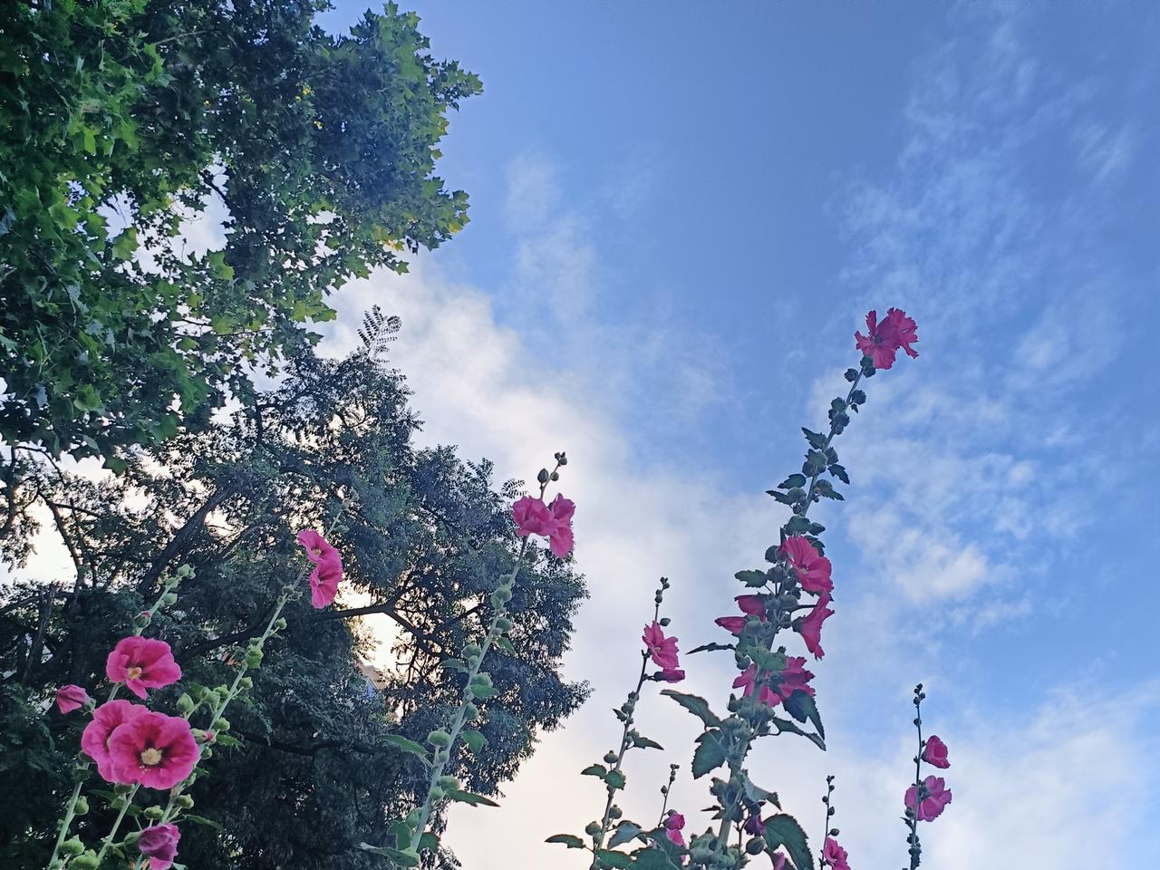 端午这天一早细雨绵绵，午后便云开天晴，暖意铺满街巷。
中午打车去给老母亲送卤面，