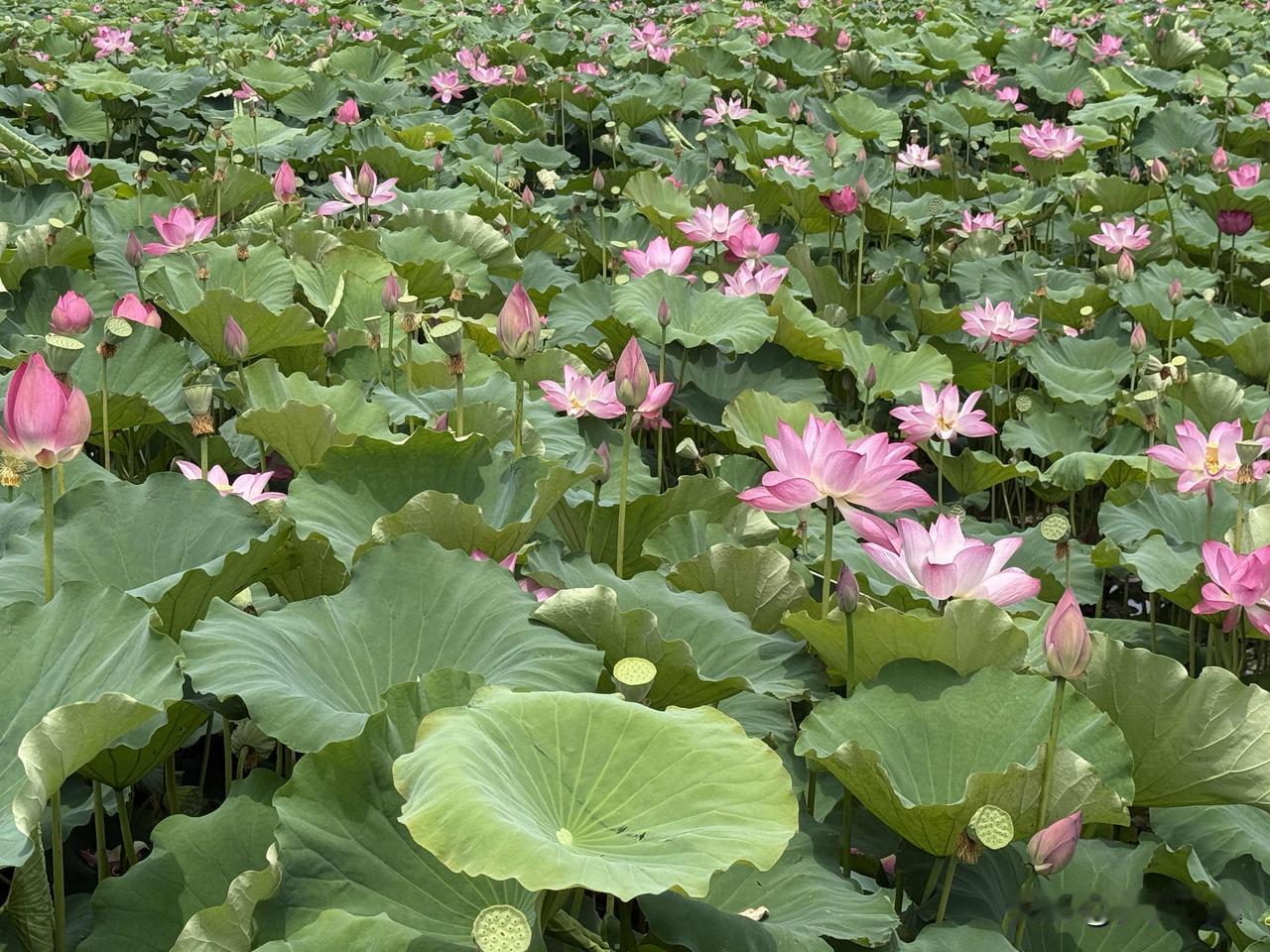 【小对联】
上：夏至；
下：……？