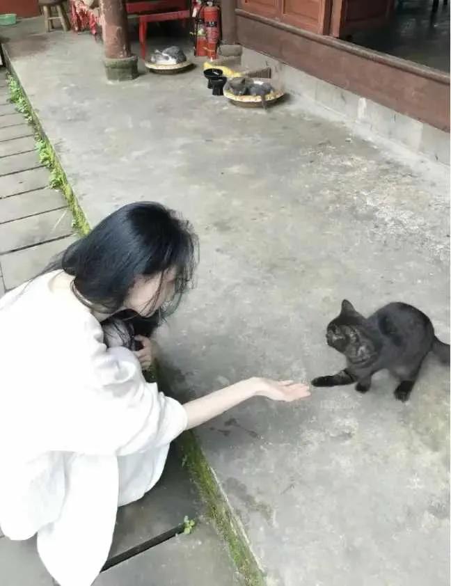 网友提出了一个颇有趣味的观点：实际上，对于那软萌可爱的猫咪，又有谁能抗拒它们所带