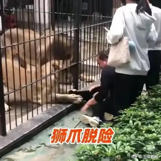 《动物园狮子突然伸爪扯住投喂女童，所幸女童被及时救出，并无大碍》播放量：49万点
