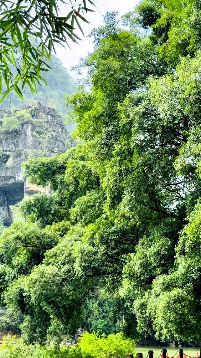 [彩虹]绿意盎然的山林，静谧而美丽，仿佛置身世外桃源。🌳🍃