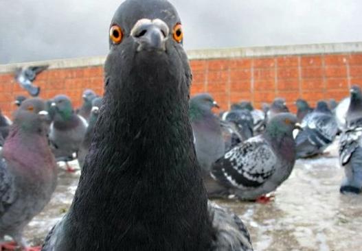 【马德里一家中国餐馆因将鸽子伪装成鸭子而被勒令停业。】 西班牙警方在对马德里一家