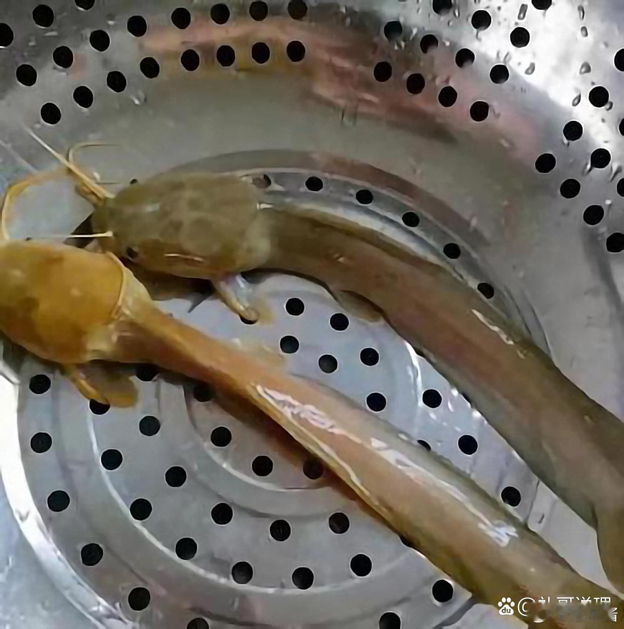 买的鱼放水盆里忘记吃了。半个月后瘦成这个样子 ​​​