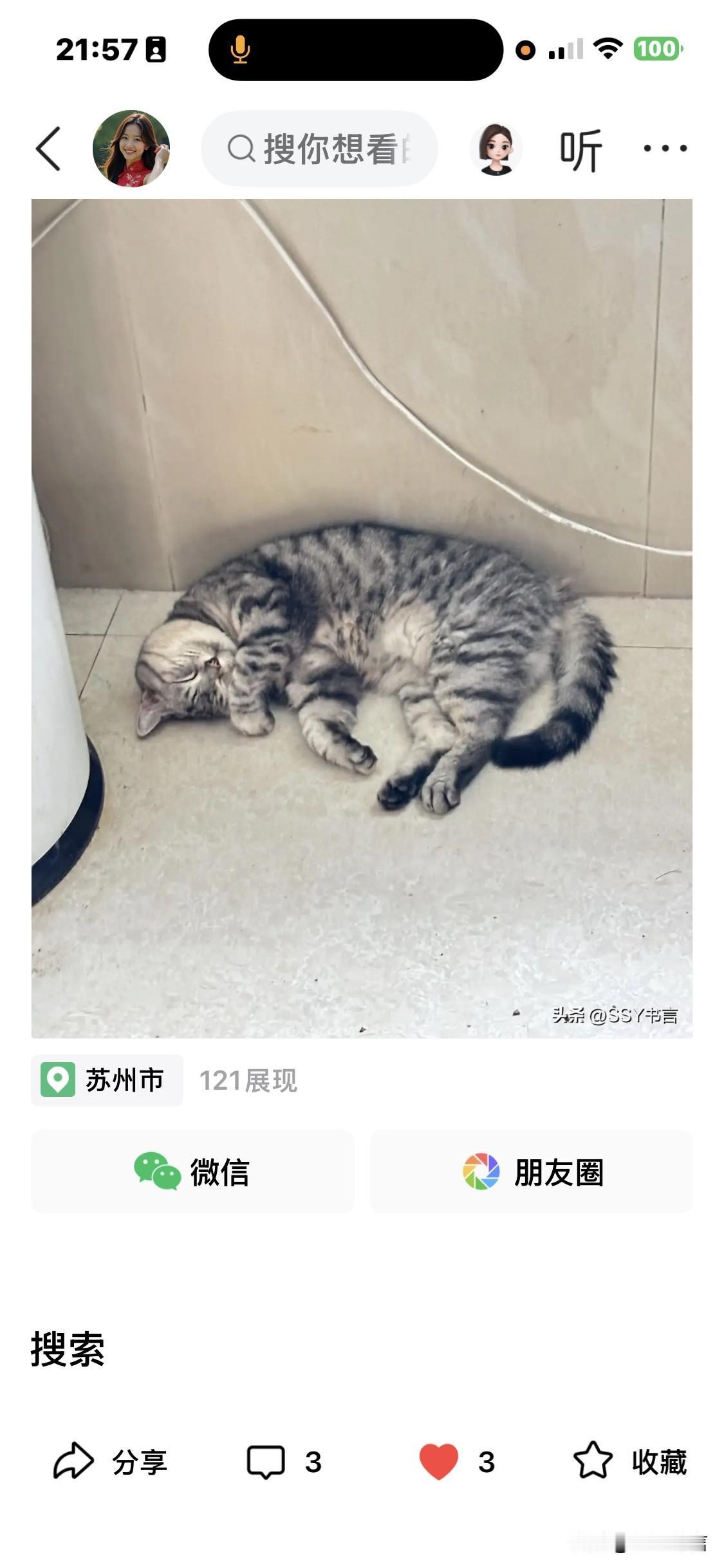 天气闷热，小虎斑猫咪蜷成一团沉沉睡去，模样安静又治愈。