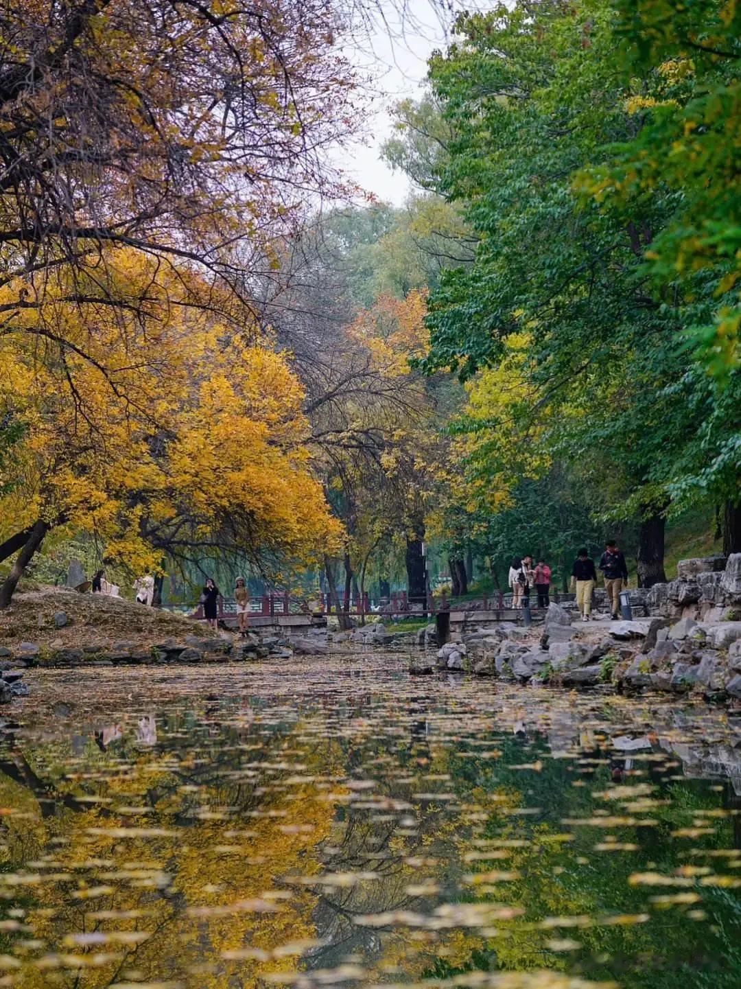 #秋之童话# 
圆明园之秋 秋天已至，虽然京城绝大多数树种目前还在黄绿相间中徘徊