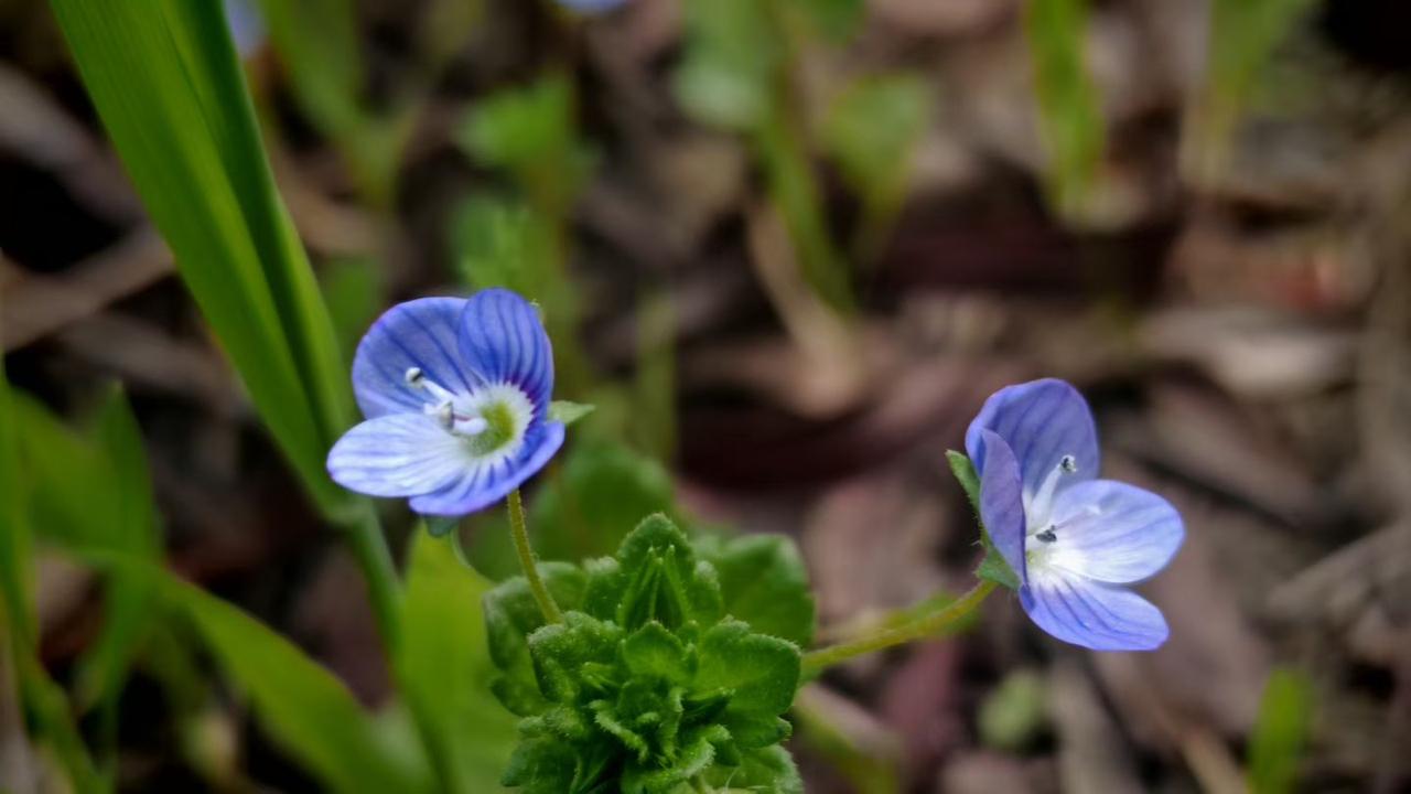 踏青赏花随手拍不起眼的角落也藏着春日的惊喜，两朵蓝紫色的小花静静绽放，带着细碎的