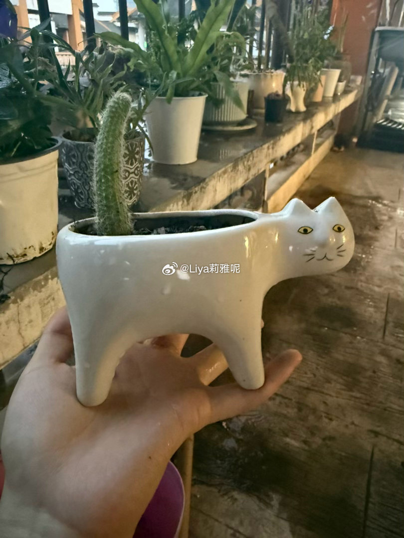 极品木灵根有人能get到我这个花盆的审美吗 