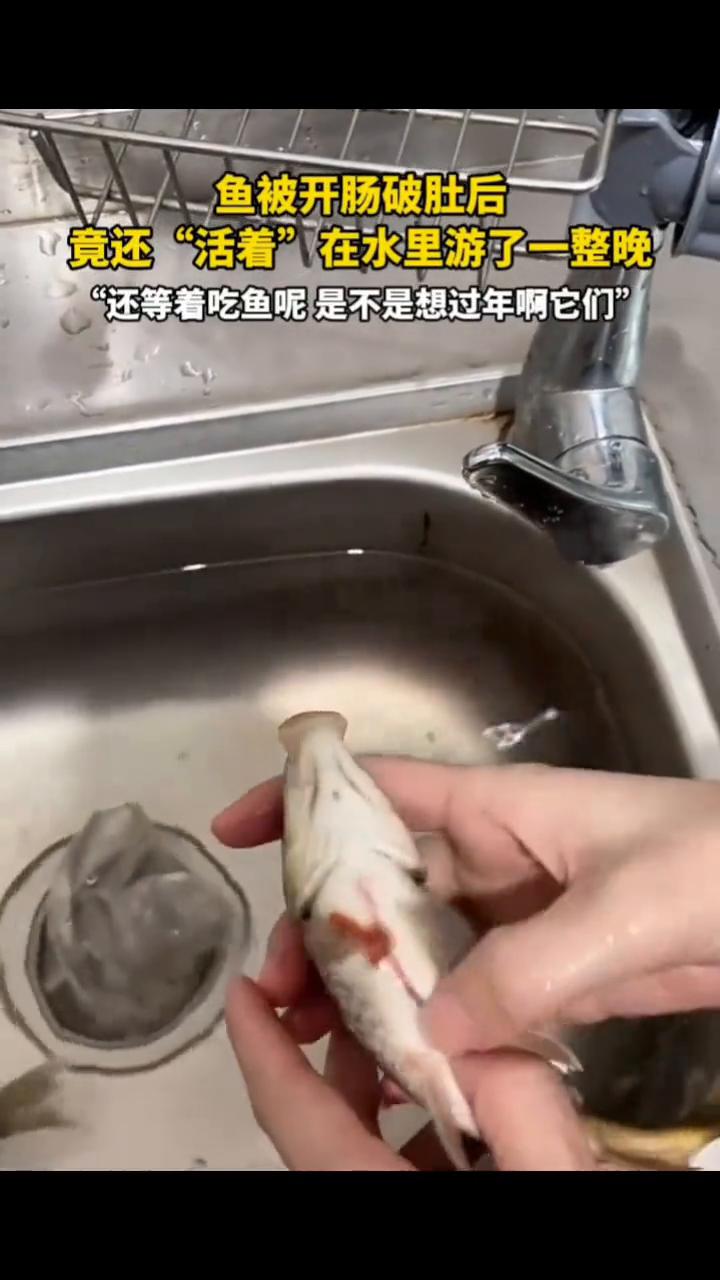 鱼被开肠破肚后竟还"活着"在水里游了一整晚，"还等着吃鱼呢是不是想过年啊它们"。