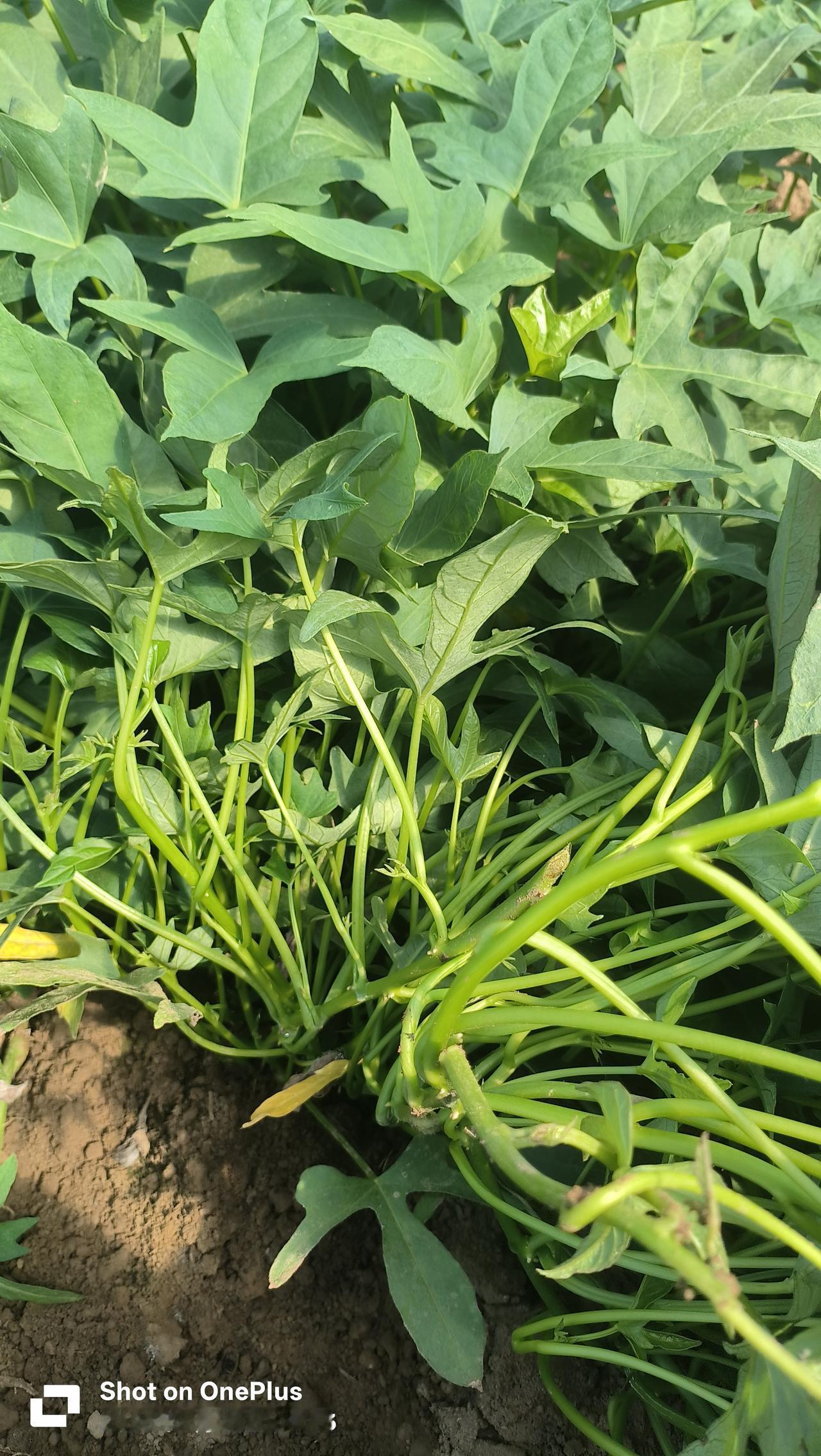 红薯为什么会旺长红薯控秧 红薯苗扦插 红薯采苗方法 红薯苗后方案 红薯控旺膨大 