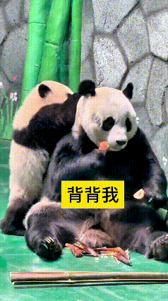 哎呀妈呀太逗了！熊猫妈妈正安安稳稳干饭，吃得那叫一个香。
调皮小家伙黏上来撒娇，