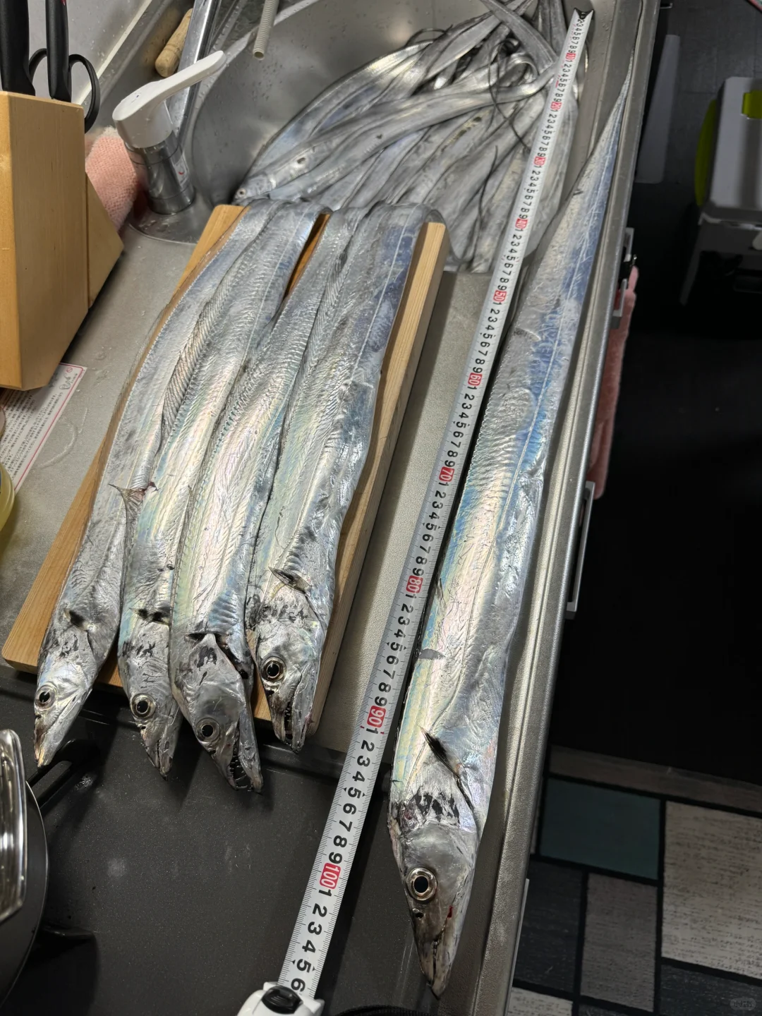 国庆第一天顺利解锁米级大鱼