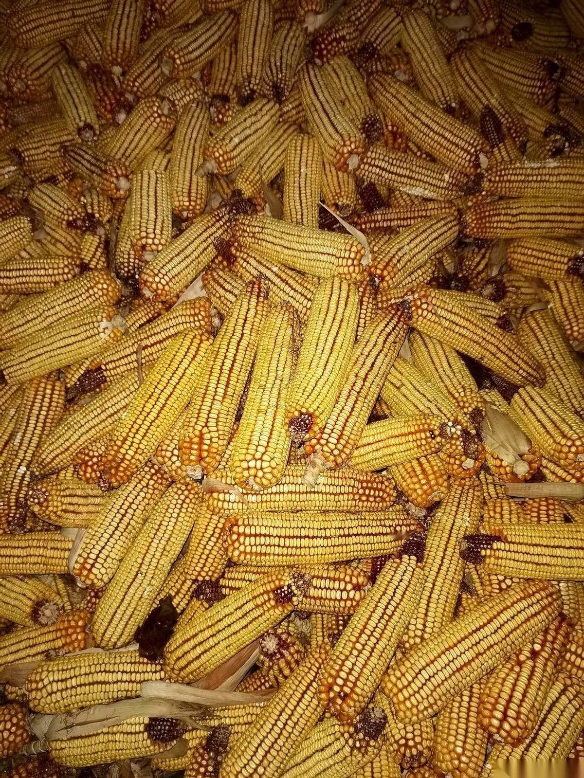 手里的苞米棒子，现在比金子还烫手。
说真的，最近这行情，一天一个价，跟坐过山车似