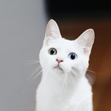 圈内小歪