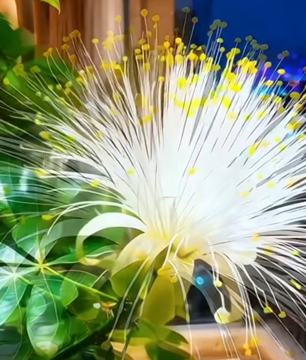 发财树开花点赞2026发大财 这好运爆棚，2026指定发大财！发发发！ 