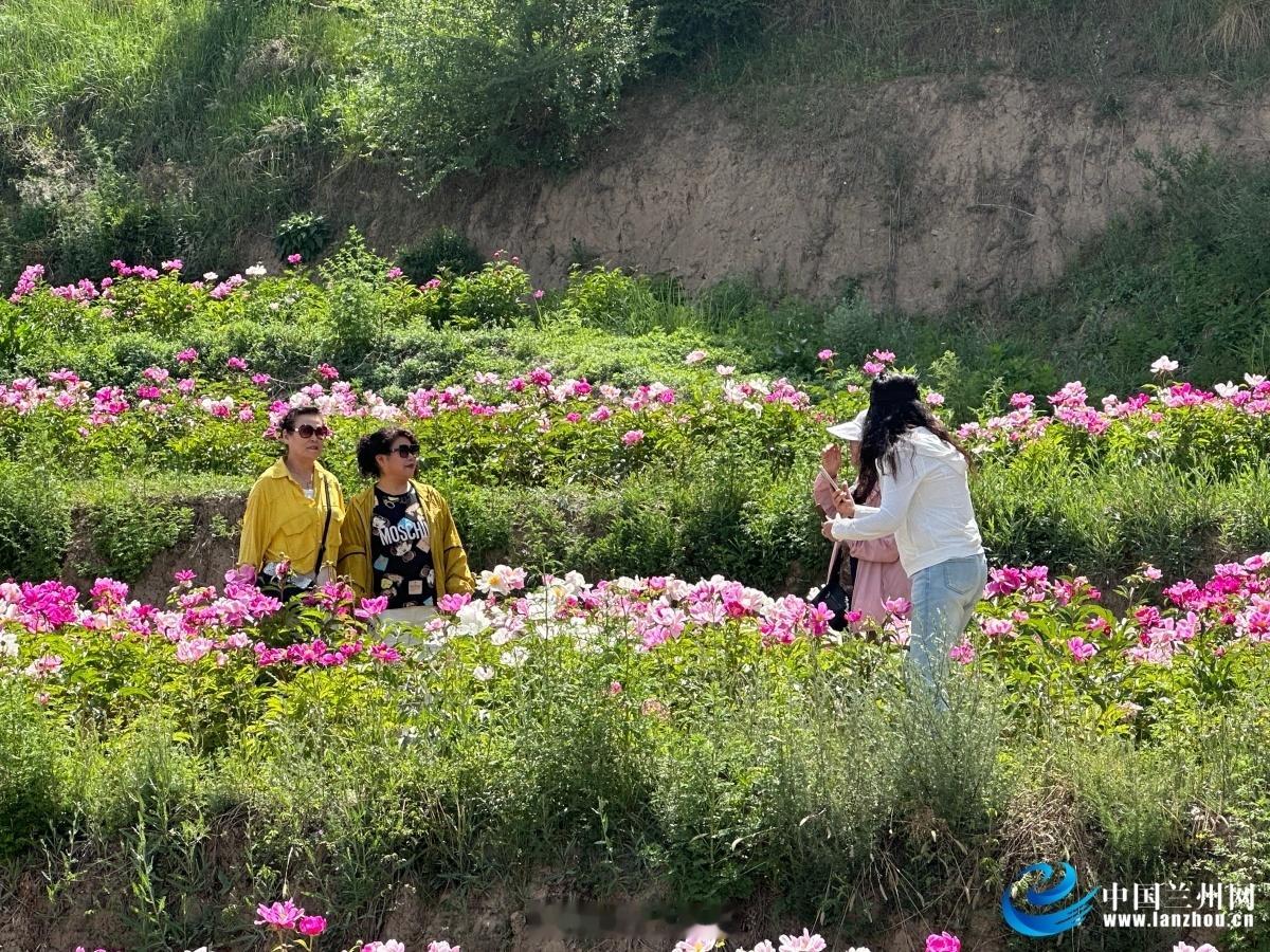 兰州七里河千亩芍药花海盛放【4000亩荒坡地变身芍药花海 七里河区魏岭乡特色产业