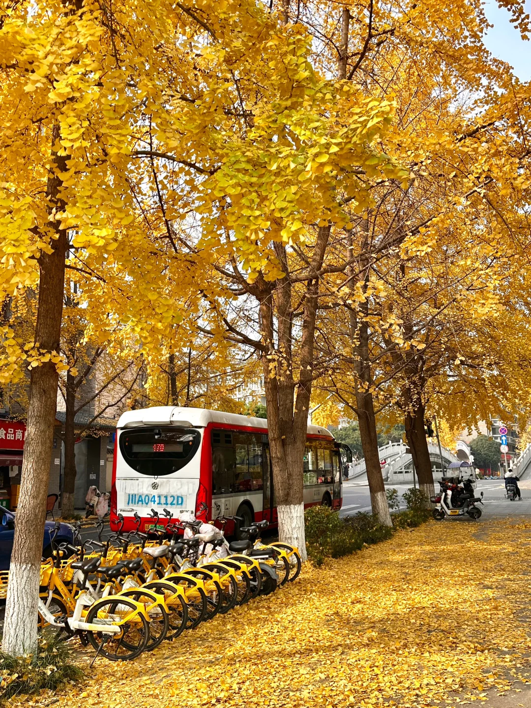 12.17实拍！成都市区银杏！！巨巨巨美……