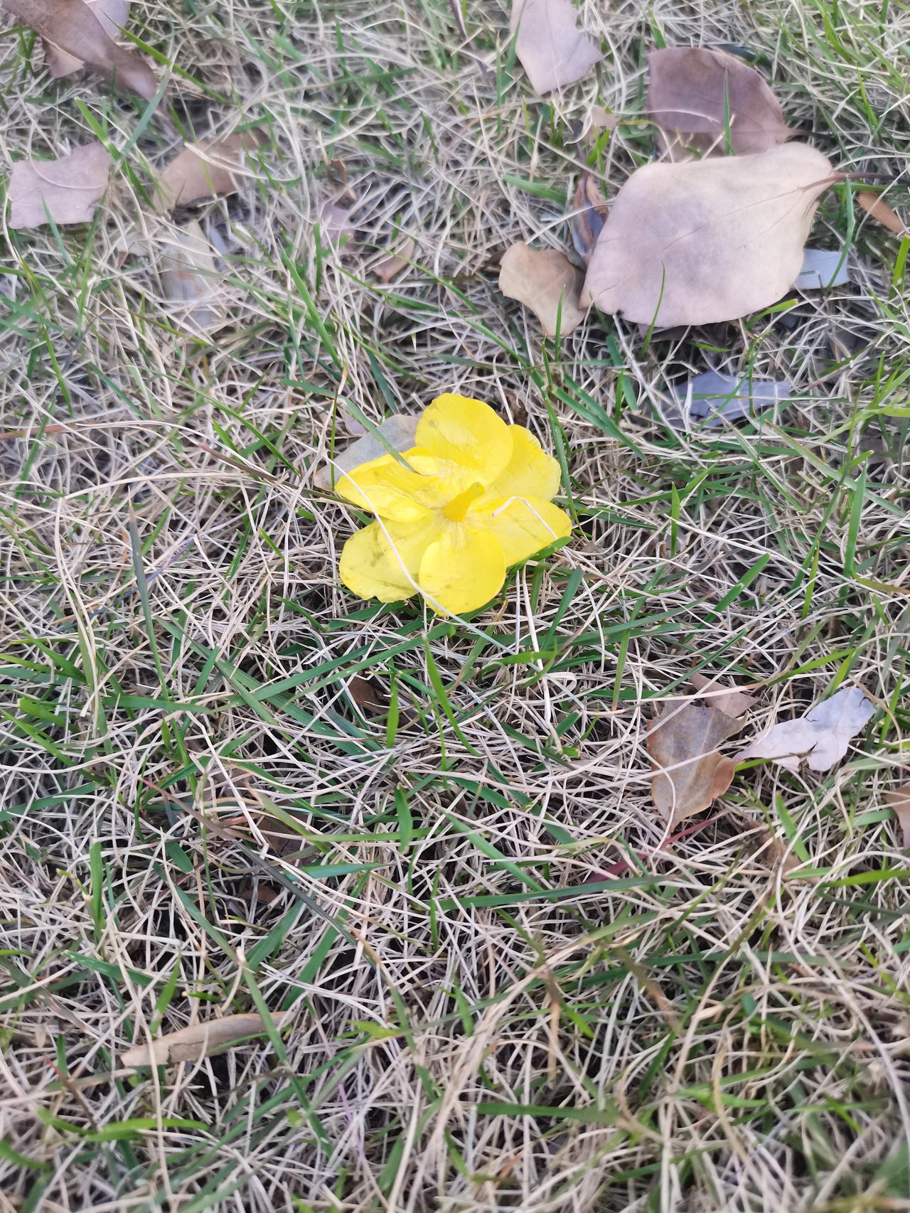 他女儿还那么小，他那么爱他的女儿！拼命三郎张雪峰老师走了，可惜太可惜了！每个活着