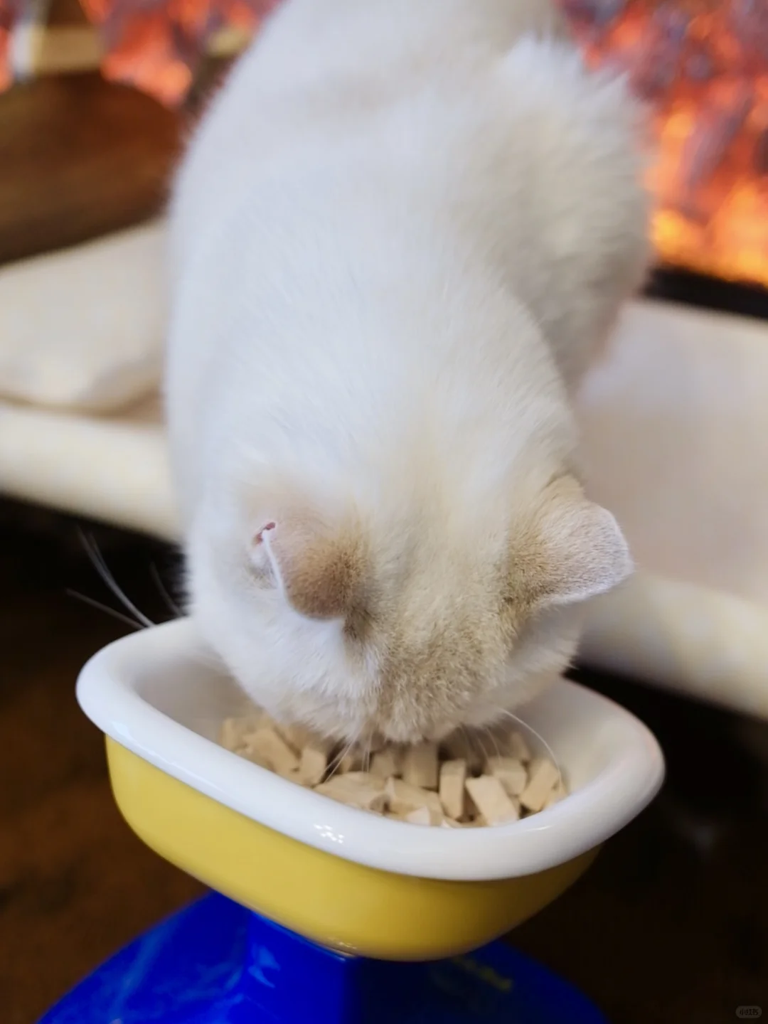 小猫的嘴是十分的臭 小猫的屁眼是核泄漏