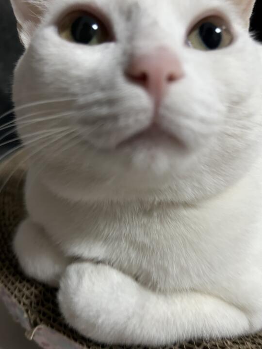 平时你们有给猫咪做驱虫吗？