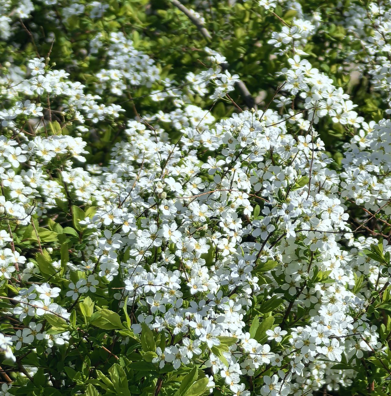 同是白色的陆地花卉，名字各有不同，前三张照片花卉的名字很不一般，叫“喷雪花”，它