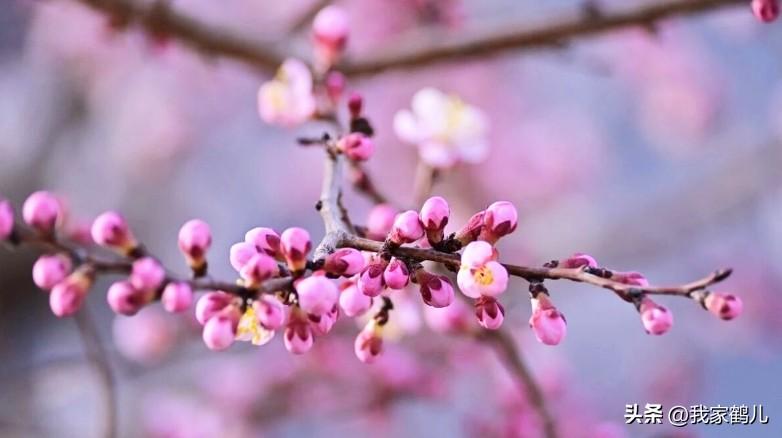 甘肃省敦煌鸣沙山千亩杏林连成一片，如云似霞，漫过田埂，绕着村舍，将鸣沙山脚下的土