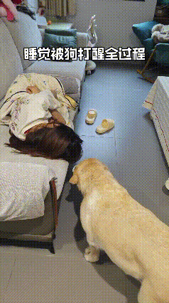 全网独一份！大黄的专属干饭叫醒服务，也太会了吧！
 
真的被这只聪明的大黄给萌化