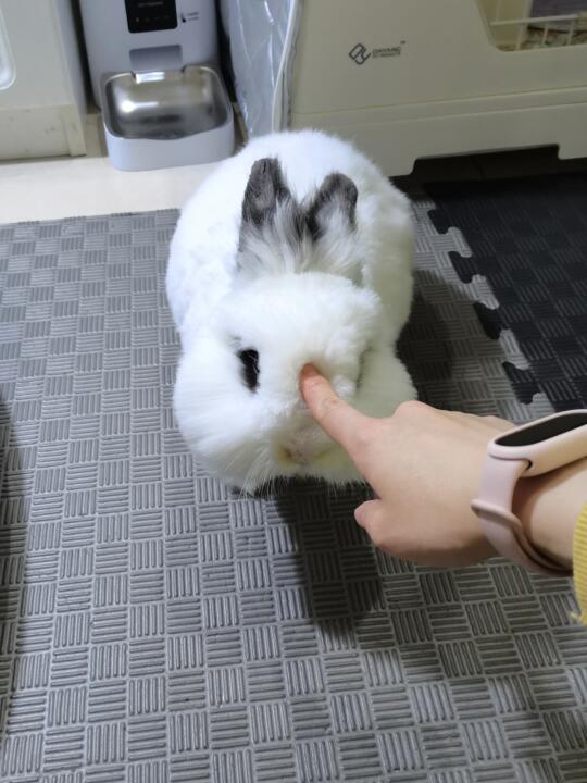 怎么会有小兔子像棉花糖呢