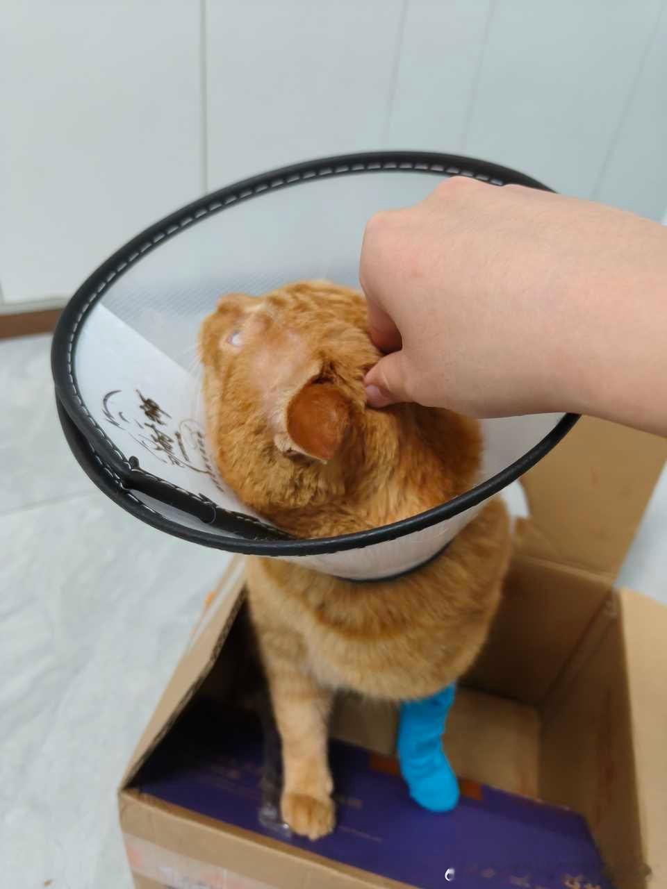 49473【心灵丑】此猫天降高柱家院子，把高柱家猫的头和脚咬伤，去医院缝针治疗共