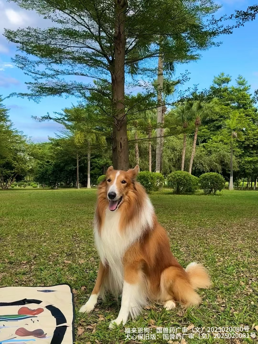 我好像把我的16岁小狗养得很好
