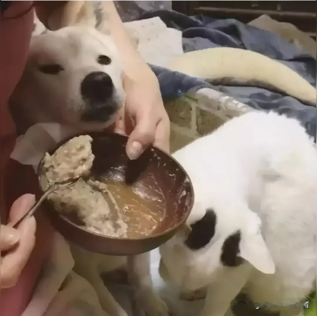 顾客带狗就餐还发网，店主怒砸600套餐具！餐饮卫生容不得半点侥幸
 
河南商丘一