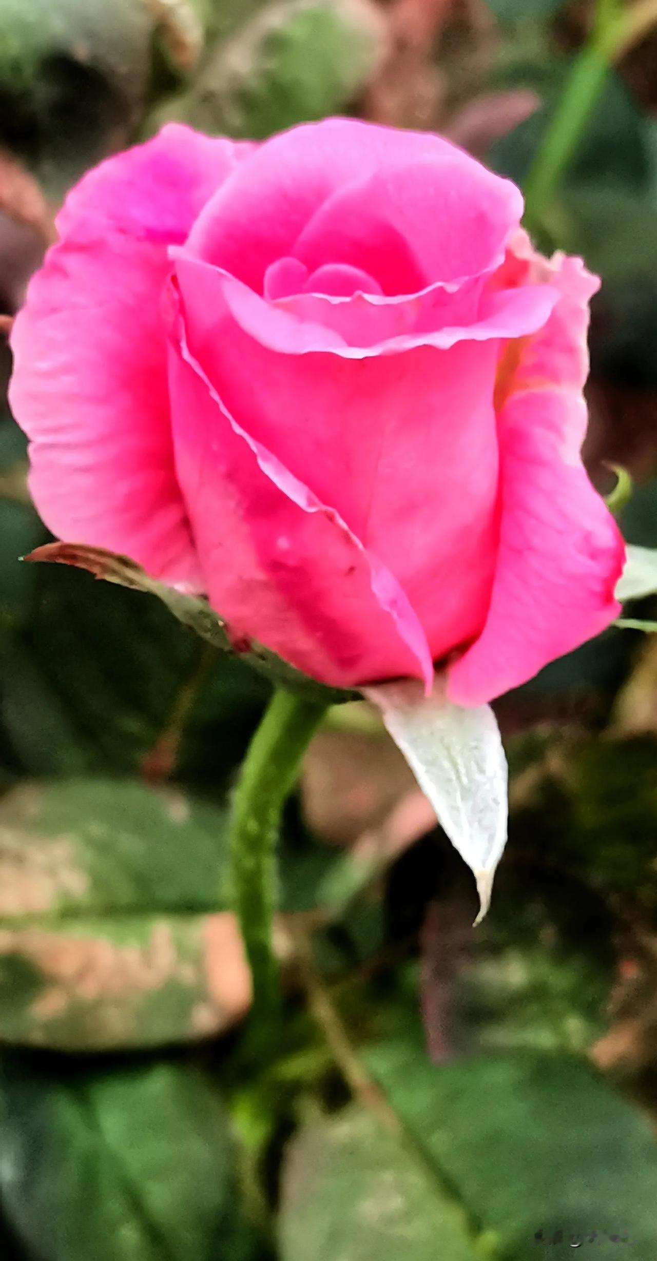 #分享一张花开的照片#
月季花赏析（原创）