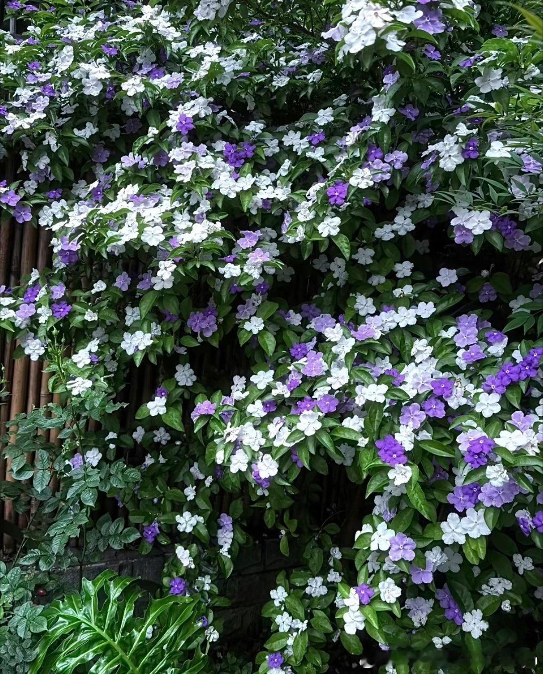 种植鸳鸯茉莉  1. 栽培方式：普通园土+腐叶土即可，对土壤无严苛要求；多年生宿