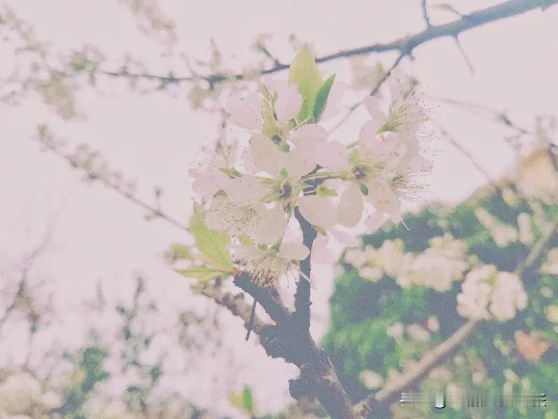 男生那句“春有怜花意，许成在少年”，满是对时光的感慨。餐厅中，人来人往，他谈及这